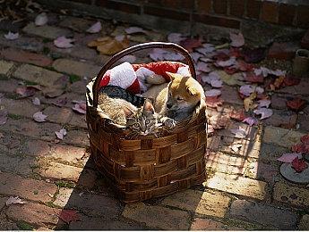 《心灵杀手2》不支持断肢 但会有身体恐怖元素